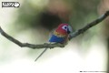 23_parrot_03.JPG