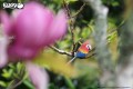 23_parrot_08.JPG