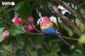 23_parrot_09.JPG