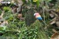 23_parrot_10.JPG