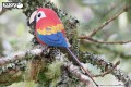 23_parrot_12.JPG