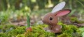 071_rabbit_3_jpg.jpg