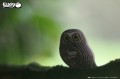 44_owl_01.JPG