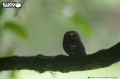 44_owl_02.JPG