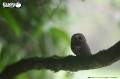 44_owl_03.JPG
