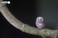 44_owl_04.JPG