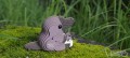48_platypus_05_jpg.jpg