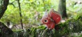 083_squirrel_06_jpg.jpg