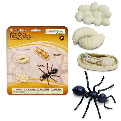 cykl życia biedronki figurki safari ltd.jpg