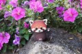 czerwona panda w kwiatach