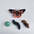 cykl życia motyla figurki insect lore